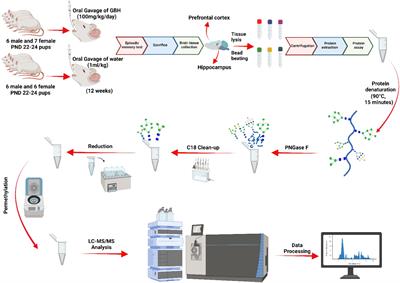 Neuroglycome alterations of hippocampus and prefrontal cortex of juvenile rats chronically exposed to glyphosate-based herbicide